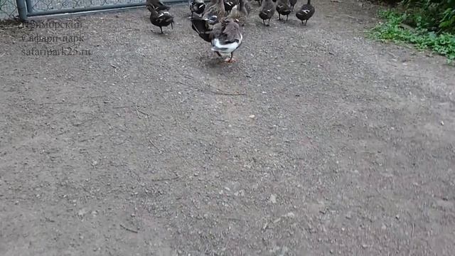 Белолобая казарка атакует смотреть онлайн