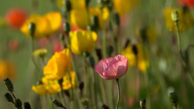 Отдых и цветы музыка для души