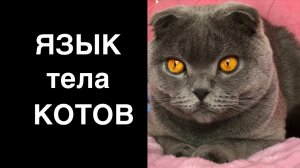 Язык тела котов - первые шаги к пониманию кошек