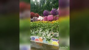сад цветов miracle garden, сад чудес в Дубае. как доехать до парка от тц эмирейтс молл