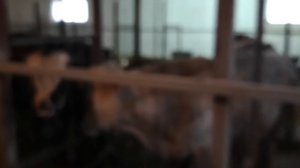 Кх фортуна , откорм быков. Обзор на откорм базу.03.12.21г