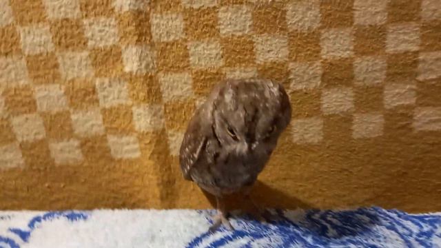 сова сплюшка попала в поле зрения камеры смотреть онлайн