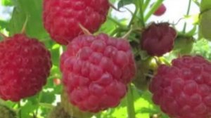 Словарные слова 3 , 3 класс