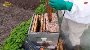 пчеловодство вывод семьи из роевого состояния, простейший способ, противороевые меры