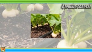 Вот какие овощи и растения можно повторно высаживать в июле. Дачные советы и рекомендаци