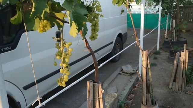 Сорт винограда супер экстра.Посадка на место старого куста