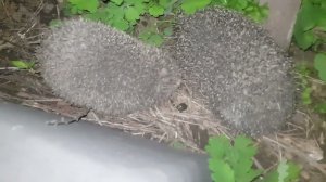 Дикие ежи, Тишка, тихий вечер...