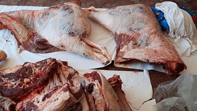 БЫК СИММЕНТАЛ 2года2мес. 304кг мясом. +18