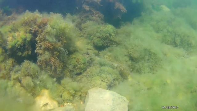 Черное море : обитатели 2 смотреть онлайн