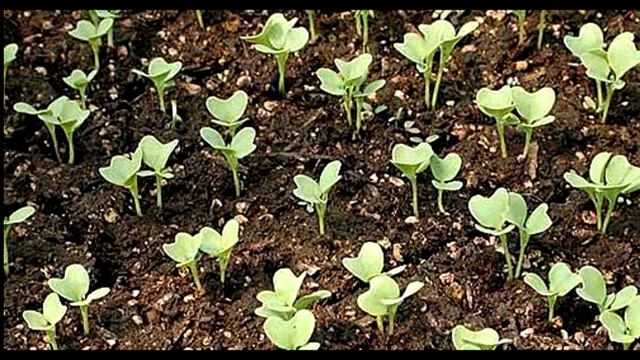 Удобрение для рассады из банановой кожуры. Борьба с тлей. Выпуск 212