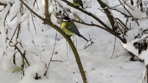 Челябинск живая природа зимний снежный лес.  16.11.2022г