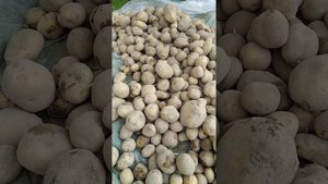 картофель супер суперэлита