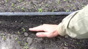 Огурцы в открытый грунт. 100% всхожесть!