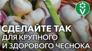ПОСЛЕДНЯЯ ПОДКОРМКА ЧЕСНОКА для огромного урожая!