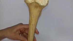 БОЛЬШЕБЕРЦОВАЯ И МАЛОБЕРЦОВАЯ КОСТИ