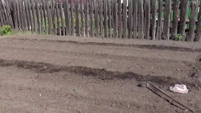 Сажаю фасоль и картофель на своём участке смотреть онлайн