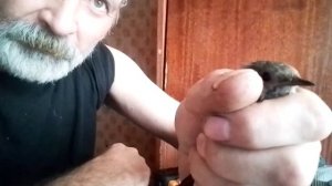 Весть Белобога .