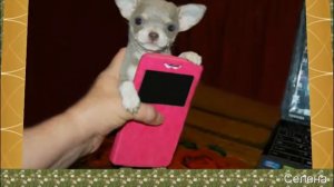 Купите мне собаку