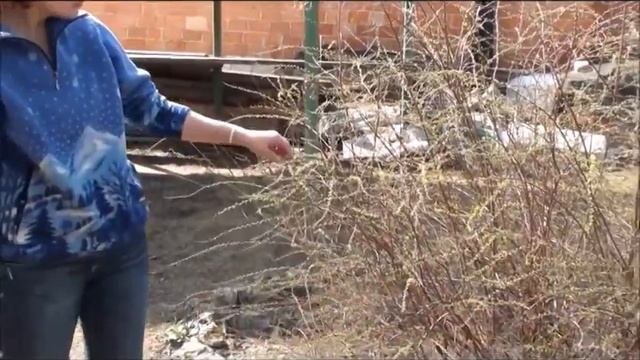 Обрезка декоративных кустарников