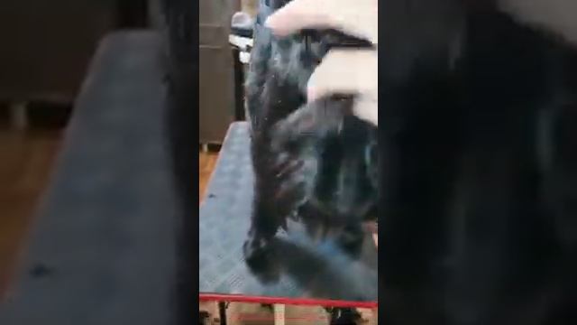 п-к Роман-Кош..КОСМЕТИЧЕСКАЯ СТРИЖКА 3.ПИТОМНИК  АС КЛАССИК . АЗАЛИЯ ВС 21 ГОД. ФЕВРАЛЬ смотреть онлайн