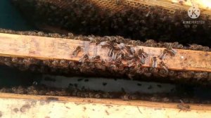 Ранняя выставка пчел. Пробую метод Сергея Гопка.