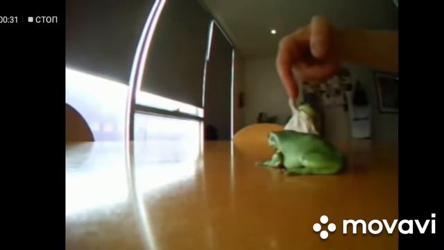 ЛЯГУШКИ-ЛЮДОЕДЫ!!! ОЧЕНЬ ГОЛОДНЫЕ ЛЯГУШКИ НАПАДАЮЩИЕ НА ЛЮДЕЙ!!! смотреть онлайн