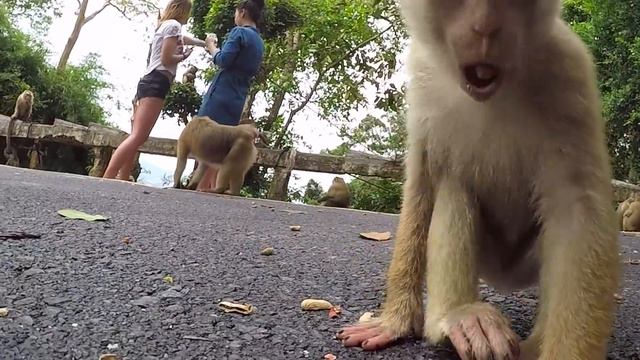 Обезьяны делают селфи на GoPro. Гора обезьян. Пхукет. Тайланд смотреть онлайн