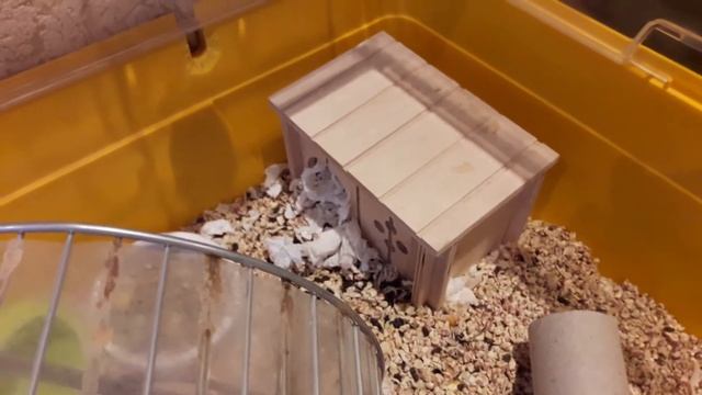 Мои условия сирийского хомяка Мику. +Приветы. |Создать ящик для посылок и писем?¿| смотреть онлайн