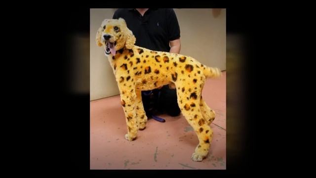 Экстремальный Грумминг или 25 Примеров, что Хозяин Идиот смотреть онлайн