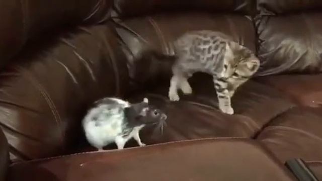 A cat git hit смотреть онлайн