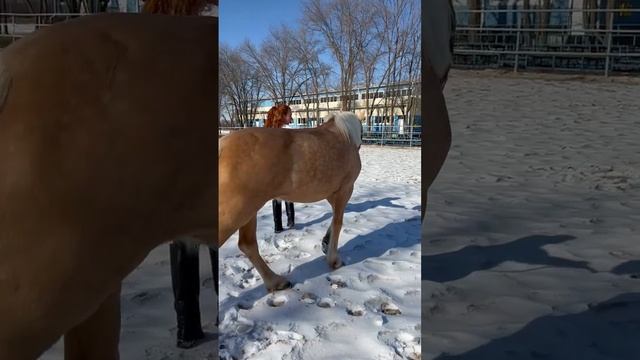 На прогулке с любимой лошадью