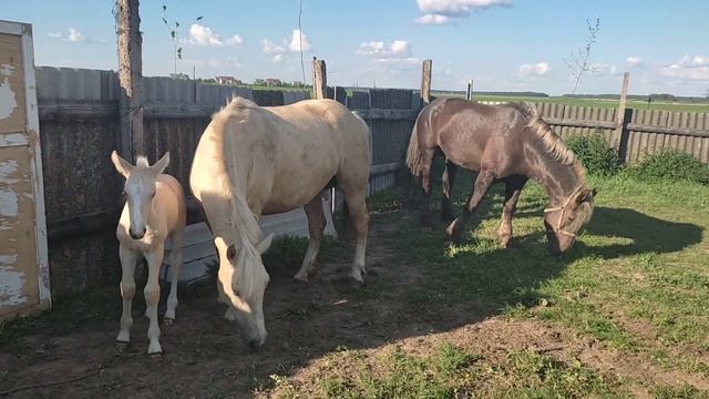 Выпустили жеребца для знакомства с кобылой По кличке Лялька смотреть онлайн