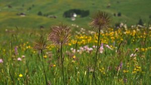 Луковая шелуха спасла от судорог