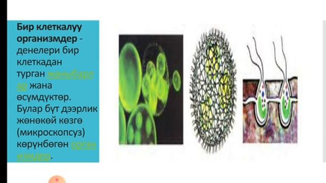 Жаныбарлар менен осумдуктордун окшоштугу жана айырмачылыктары смотреть онлайн