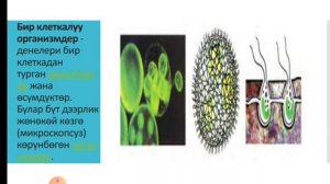 Жаныбарлар менен осумдуктордун окшоштугу жана айырмачылыктары