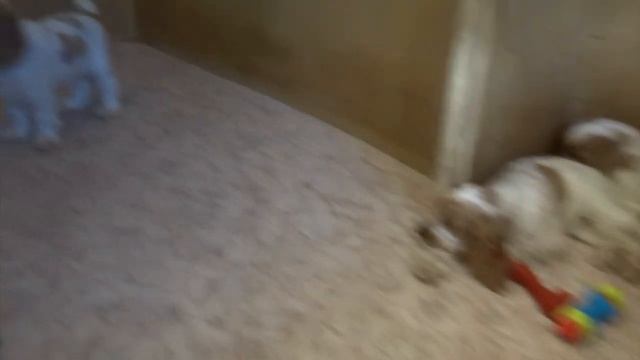 Щенки английского кокер спаниеля . 3 месяца. 2018 г. смотреть онлайн