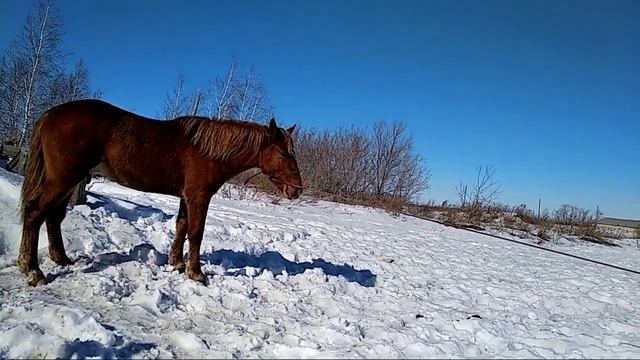 Русский тяжеловоз. Продажа. Костанай смотреть онлайн