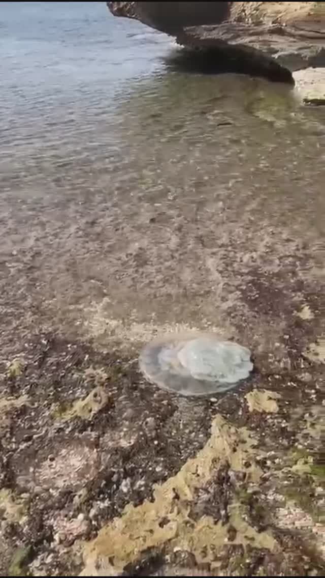 Медуза в Средиземном море! Израиль