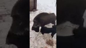 Драка кабана с собаками ! Собака рвет петак...