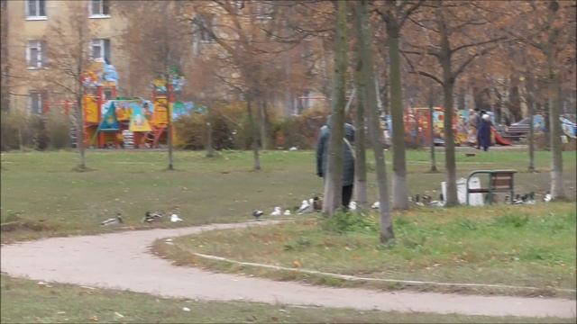 Урбанизация крякв в Санкт-Петербурге. Речка Дачная. смотреть онлайн