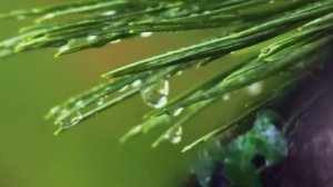 Концерт А.Вивальди ля минор, соч. 3-6. Симфонический оркестр Сан-Антонио.