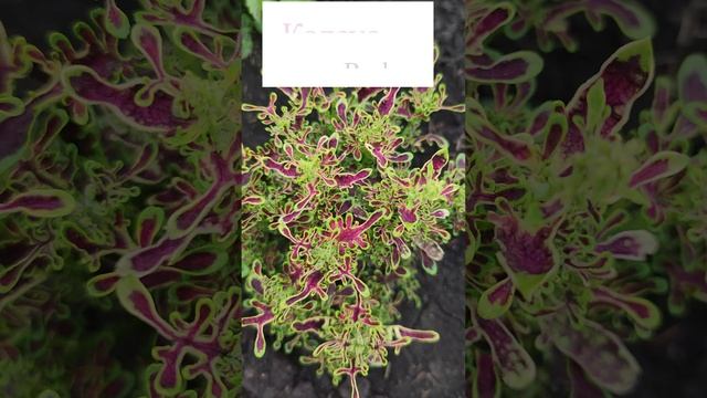 Колеус Red Coral (Coleus)?