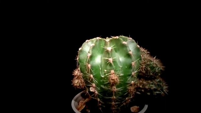Botanic - Echinopsis oxygona смотреть онлайн