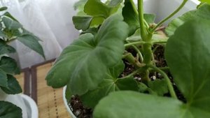 Пеларгония Ив- Соня Нежная.