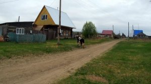 112.Как определить "охоту" у коровы. Бык появился с опозданием.