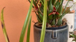 maxillaria содержание. Цветение Maxillaria tenuifolia ,variabilis.Орхидеи в доме, максиллярия.
