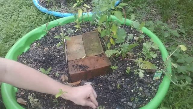 Why Your CARROTS Are So Small | Grow Bigger Carrots and Other Root Vegetables!