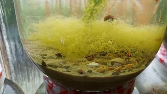 4 MONTH OLD AIR TIGHT ECOSPHERE FRESHWATER SPIDER SALTWATER SEA CRABS. Argyroneta aquatica spider