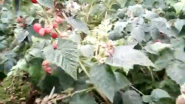 Ай , да ремонтантная малина ! смотреть онлайн