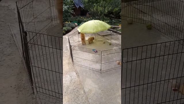 Шпицы и выгул декоративных собак. смотреть онлайн